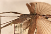 CollectionObject 1561351; 5bb91549-42e0-493b-ad8a-35ec29170b34: copyright UMO. male: head & thorax, lateral view (holotype). (CollectionObject).