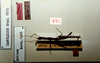 CollectionObject 1557636; 53c90a23-88f5-4740-acf4-a9ed4b7c3302: copyright RBINS Brussels. male, dorsal view (holotype). (CollectionObject).