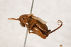 CollectionObject 1531180; c8e99a82-fa1e-4d8f-b358-7afaf3863422: female, lateral view (syntype). (CollectionObject).