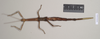 CollectionObject 1558917; 9c710c20-6f8d-45f0-a2c6-e103d0ce7dd5: copyright Natural History Museum, London. female of synonym Haplopus ligia (paralectotype). (CollectionObject).;CollectionObject 1558918; 91108cc7-f465-4d69-b42c-18b503e87bf5: copyright Natural History Museum, London. female of synonym Haplopus ligia (paralectotype). (CollectionObject).