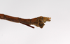 CollectionObject 1560926; 1ef775fc-9b75-4305-9624-fe183cb925b6: copyright MNCN, Madrid. male: end of abdomen, lateral view (holotype). (CollectionObject).
