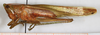CollectionObject 1595707; NMW 21359, 9f612ece-f658-4b01-9b1a-975341986381: male, lateral view (Conocephalus laticeps). (CollectionObject).