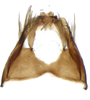Pygofer ventral appendages, ventral view on Arocephalus (Arocephalus) longiceps (Kirschbaum, 1868): Pygofer ventral appendages, ventral view. (Observation).