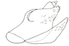 Pygofer, lateral view on Coelogypona venosella DeLong & Freytag, 1966: Male: pygofer, valve, anal tube and subgenital plate, lateral view. (Observation).