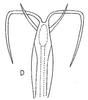 Aedeagus, ventral view: !! display not done !! on Chlorotettix (Chlorotettix) minimus Baker, 1898: Aedeagus, ventral view. (Observation).