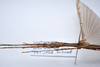 CollectionObject 1576304; ba785b12-845d-483d-88c2-1442b100cc65: copyright ZRC, Singapore. male: head & thorax, lateral view (holotype). (CollectionObject).