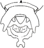 Arachnoscelis (Centrophisis) magnifica Hebard, 1927: Fig. 1. male, anatomical details of external genitalia. (Otu).