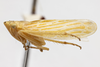 Habitus, lateral view: !! display not done !! on Pagaronia (Pagaronia) confusa Oman, 1938: (Observation).