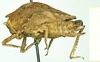 CollectionObject 1585768; 08c13fe3-1bc1-4da2-9b46-f30d14a001ff: female, lateral view (syntype). (CollectionObject).