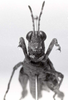 CollectionObject 1506898; 1f2c2497-46a8-48a9-b0c3-8a94adfd83a8: Image C.S. Carbonell. male, frontal view (holotype). (CollectionObject).