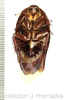 Gyna bisannulata Hanitsch, 1950: Gyna bisannulata, female. (Otu).
