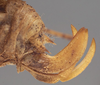 CollectionObject 1505917; 123a3d58-8bd5-4d38-974d-2cfe2de384de: female ovipositor (holotype). (CollectionObject).