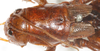 CollectionObject 1533014; 560ef361-7453-4b90-8710-1739ebaf32d0: male head, pronotum and tegmina, dorsal view. (CollectionObject).