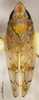 Habitus, dorsal view: (Observation).