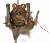 CollectionObject 1572230; 436bc8e0-0f2b-429b-b284-06453976ec17: male, frontal view (paralectotype). (CollectionObject).