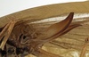 CollectionObject 1529732; 6332fa6a-3b35-420c-8bd2-d2ca89c710fe: female ovipositor (holotype). (CollectionObject).