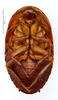 CollectionObject 1587288; MNHN(SF IMPORT DUPLICATE) MNHN-EP-EP1246, 88ab5795-6390-4e85-83ee-6f37418442b5: CC BY-NC-ND 4.0/MNHN - Depraetere Marion - 2014. Non type, female. Specimen number: MNHN-EP-EP1246. http://coldb.mnhn.fr/catalognumber/mnhn/ep/ep1246. (CollectionObject).
