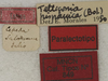 CollectionObject 1567299; b351c1e8-93bd-4632-bd02-d727f3b1f849: labels (paralectotype). (CollectionObject).