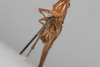 CollectionObject 1506490; f8e56635-8ac9-4f90-8cfb-a2e9f4842349: male, ventral view (paralectotype). (CollectionObject).