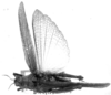 CollectionObject 1523802; 9aa93d76-af8a-4a85-88bd-368c86fca44e: male, dorsal view (holotype). (CollectionObject).