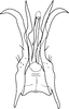 Aedeagus, ventral view on Aguriahana forficata Chiang, Hsu & Knight, 1989: Aedeagus, ventral view. (Observation).
