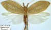 CollectionObject 1531814; 0b5d2cb5-85d8-41a5-969d-6032fdafbd00: female, dorsal view (holotype). (CollectionObject).