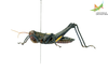 CollectionObject 1849149; Unioeste Cascavel K-101C, 0ba4075c-16bf-43f2-bc70-704ef99f92ee: Male. Lateral view. (CollectionObject).