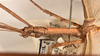 CollectionObject 1558464; 265a6e3d-8035-485c-aba9-aec681d49b9a: copyright OUMNH. male: head and thorax, lateral view (syntype). (CollectionObject).;CollectionObject 1558465; d166c98e-8403-4894-9ef3-61957b4ef40b: copyright OUMNH. male: head and thorax, lateral view (syntype). (CollectionObject).