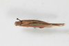 CollectionObject 1505828; 46d00773-5781-491c-9abb-7d9dd14d9757: Female, dorsal view (syntype). (CollectionObject).