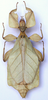 CollectionObject 1563789; 5b10d22d-af0e-47c1-91c2-a42b210e7a8c: copyright Frank Hennemann. female (paratype). (CollectionObject).;CollectionObject 1563790; 5c187bc6-6fe4-4e1b-9b51-02e6705f60bc: copyright Frank Hennemann. female (paratype). (CollectionObject).;CollectionObject 1563791; 1cdca1c3-0876-4f92-96b7-f5c06c13a0b7: copyright Frank Hennemann. female (paratype). (CollectionObject).