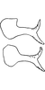 Pygofer appendages on Empoascanara (Empoascanara) sathyamangalamensis (Sohi & Kapoor, 1974): Pygofer dorsal appendage. (Observation).