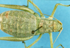 CollectionObject 1507175; a0a910aa-c399-4a68-8ccf-62c2309f9aa4: female, dorsal view. (CollectionObject).