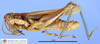 CollectionObject 1514663; d9f86507-1e69-4860-a0e9-6898e106a7bf, MLP3594/1: male, lateral view (paratype). (CollectionObject).