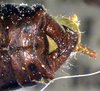 CollectionObject 1504141; 799df5be-c32d-40ea-8593-f6379473d49c: male cerci (holotype). (CollectionObject).