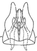 Pygofer, ventral view: Genital capsule, ventral view. (Observation).