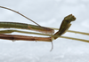 CollectionObject 1576083; 1909b162-5a42-469a-9fb4-e33dfcb32d59: copyright FRCS, Sabah. male: end of abdomen, lateral view (holotype). (CollectionObject).