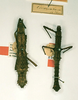 CollectionObject 1561551; e38647a7-fa24-4b4c-9d37-fd971eac93c2: copyright RMNH, Leiden. female and male Phasma (Pachymorpha) coronatum (syntypes). (CollectionObject).;CollectionObject 1561552; 52e1a4e0-3019-4d0f-957c-8c3d53450773: copyright RMNH, Leiden. female and male Phasma (Pachymorpha) coronatum (syntypes). (CollectionObject).