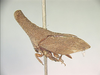 Funkhouserella Schmidt, 1926: _Funkhouserella pinguiturris_. (Otu).