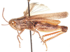 Dnopherula crassipes (Uvarov, 1921): male, lateral view. (Otu).