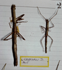 CollectionObject 1561682; 635662db-91f0-48d7-8e66-e04ecefcc4d2: copyright MHNG Geneva. female (holotype). (CollectionObject).