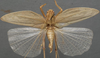 CollectionObject 1505769; 27b8f3fd-cdf3-4c4c-a1d1-555e9366d329: male, dorsal view (syntype). (CollectionObject).
