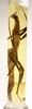CollectionObject 1588286; e929456d-9938-4bdd-bc1e-8a079c21aed9: copyright MNHN, Paris. female (syntype). (CollectionObject).