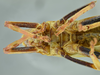 CollectionObject 1532034; 2d020a22-afbf-444f-a5ce-26692f31f857: male, close up of body, ventral view (syntype). (CollectionObject).