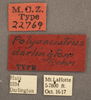 labels (holotype). Depicts CollectionObject 1507296; c1df69f2-c1c1-425e-9d54-16efe7e9a05b, a CollectionObject.