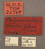 CollectionObject 1507296; c1df69f2-c1c1-425e-9d54-16efe7e9a05b: labels (holotype). (CollectionObject).