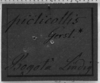 CollectionObject 1501113; 22893d49-df09-448f-ba53-0c5b5075123c: Image Carbonell, C.S. label (lectotype of Xiphocera picticollis). (CollectionObject).