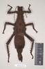 copyright Natural History Museum, London. female of synonym Heteropteryx australe (paralectotype). Depicts CollectionObject 1558877; NHMUK(SF IMPORT DUPLICATE) 845212, 8d05db4f-87af-4c7a-8f0e-52f2c4d72468, a CollectionObject.