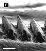 Arnobia ocellata (Ingrisch, 1994): stridulatory file. (Otu).
