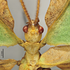 CollectionObject 1600471; 749c2ec5-4512-4890-9454-2383073fb450: copyright IMQC, Rene Limoges. male: head & thorax, dorsal view (paratype). (CollectionObject).