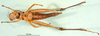 CollectionObject 1589652; e65841b6-6740-4b78-bb6a-fee71abf38ae: female, ventral view (allotype). (CollectionObject).